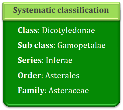 Systematic classification of asteraceae, dicotyledonae, gamopetalae, inferae, asterales, asteraceae 
